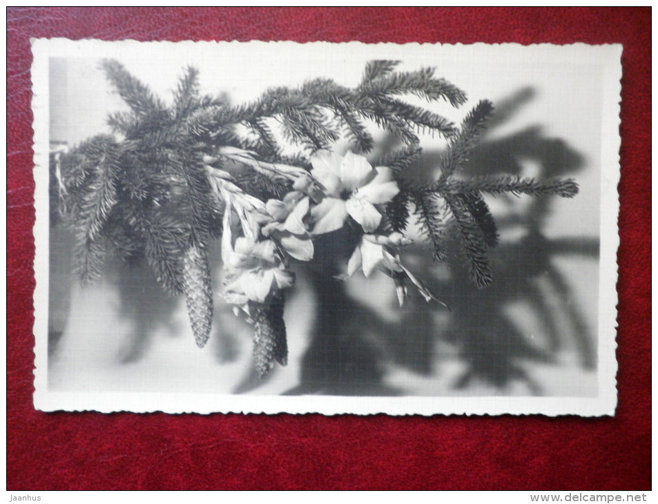 Christmas Greeting Card - fir cones - old postcard - circulated in 1937 , Tallinn - Estonia - used - JH Postcards