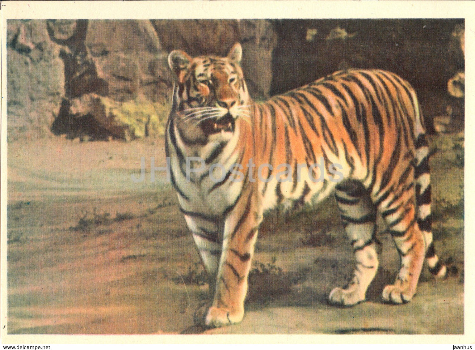 Siberian Tiger - Panthera tigris altaica - Moscow Zoo - 1963 - Russia USSR - unused - JH Postcards