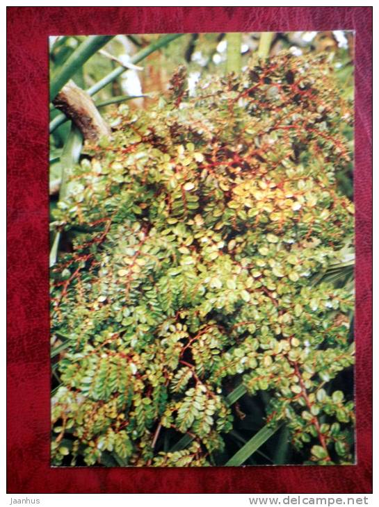 Iron Cross - Begonia foliosa - flowers - 1987 - Russia - USSR - unused - JH Postcards
