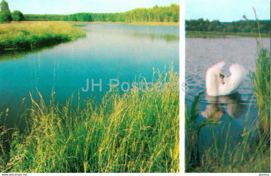 Belovezhskaya Pushcha National Park - A Man Made Lake - The Mute Swan - birds - 1981 - Berarus USSR - unused - JH Postcards