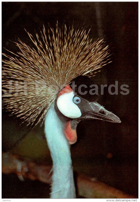 Black crowned crane - Balearica pavonina - bird - large format card - Tallinn Zoo 50 - 1989 - Estonia USSR - unused - JH Postcards