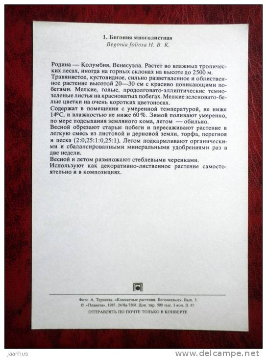 Iron Cross - Begonia foliosa - flowers - 1987 - Russia - USSR - unused - JH Postcards