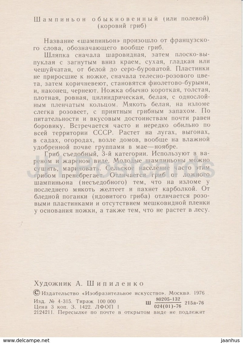 Field mushroom - Agaricus campestris - illustration by A. Shipilenko - Mushrooms - 1976 - Russia USSR - unused - JH Postcards