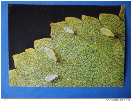 Downy Birch Aphid - Euceraphis punctipennis - insects - 1980 - Russia USSR - unused - JH Postcards