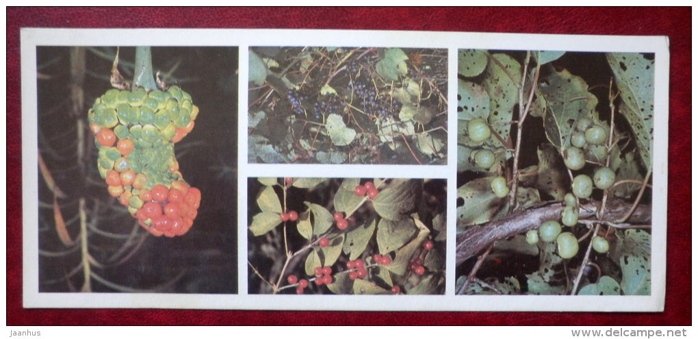 Kedrovaya Pad Nature Reserve - plants , Actinidia , honeysuckle - 1984 - Russia USSR - unused - JH Postcards