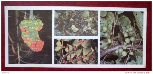 Kedrovaya Pad Nature Reserve - plants , Actinidia , honeysuckle - 1984 - Russia USSR - unused - JH Postcards