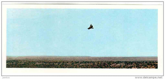 Steppe - bird - Badhyz State Nature Reserve - 1981 - Turkmenistan USSR - unused - JH Postcards
