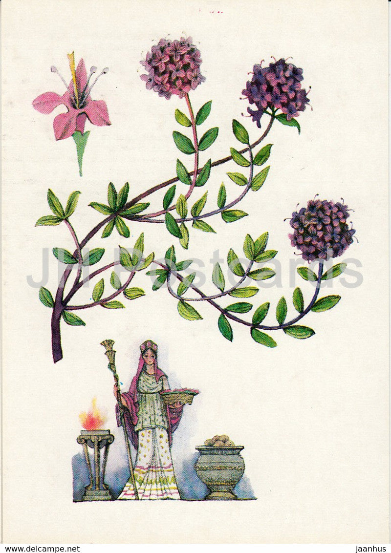 Thyme - Spice Plants - 1986 - Russia USSR - unused - JH Postcards