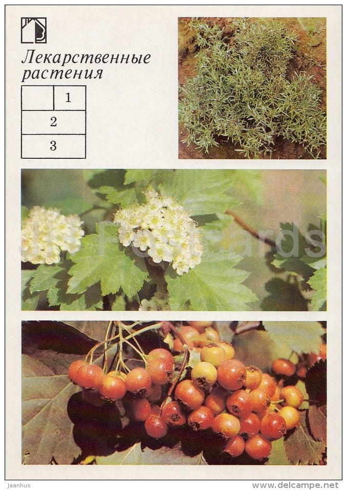 Marsh Cudweed - Siberian hawthorn - Medicinal Plants - Herbs - 1988 - Russia USSR - unused - JH Postcards