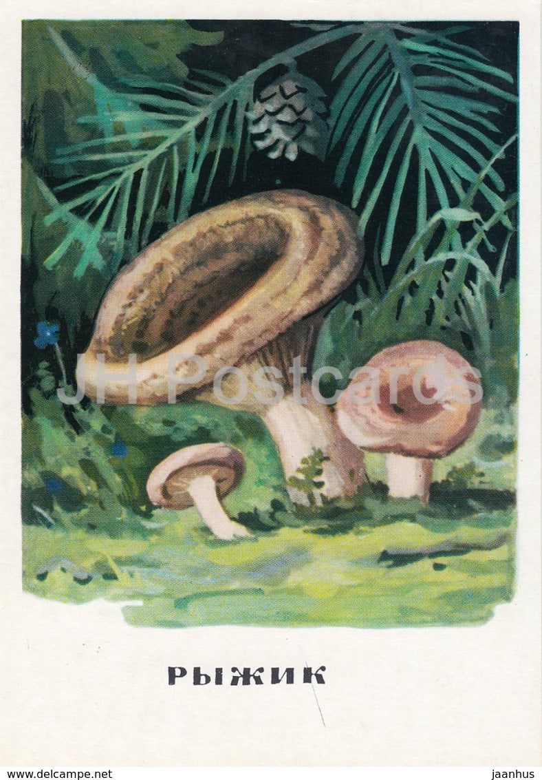 Saffron milk cap - mushrooms - illustration - 1971 - Russia USSR - unused - JH Postcards