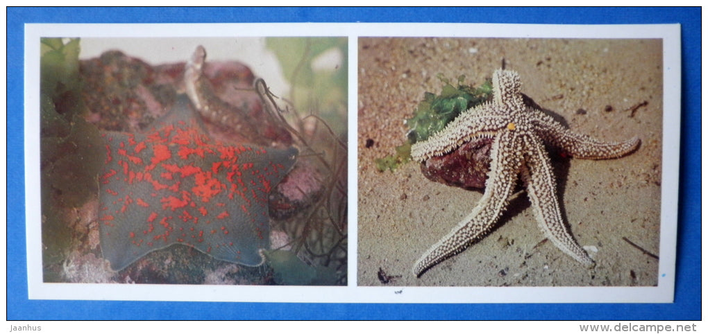 The Blue Bat Star , Patiria pectinifera - Japanese sea - 1977 - Russia USSR - unused - JH Postcards