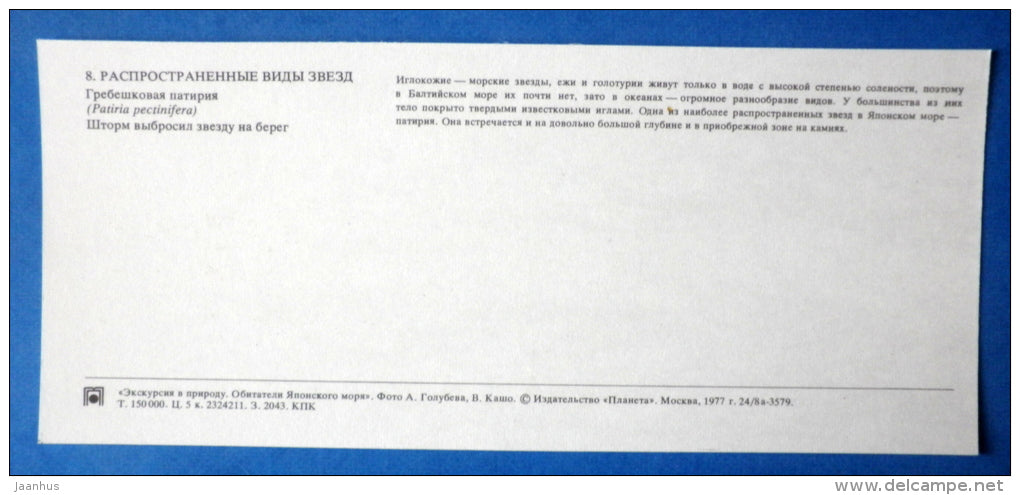 The Blue Bat Star , Patiria pectinifera - Japanese sea - 1977 - Russia USSR - unused - JH Postcards
