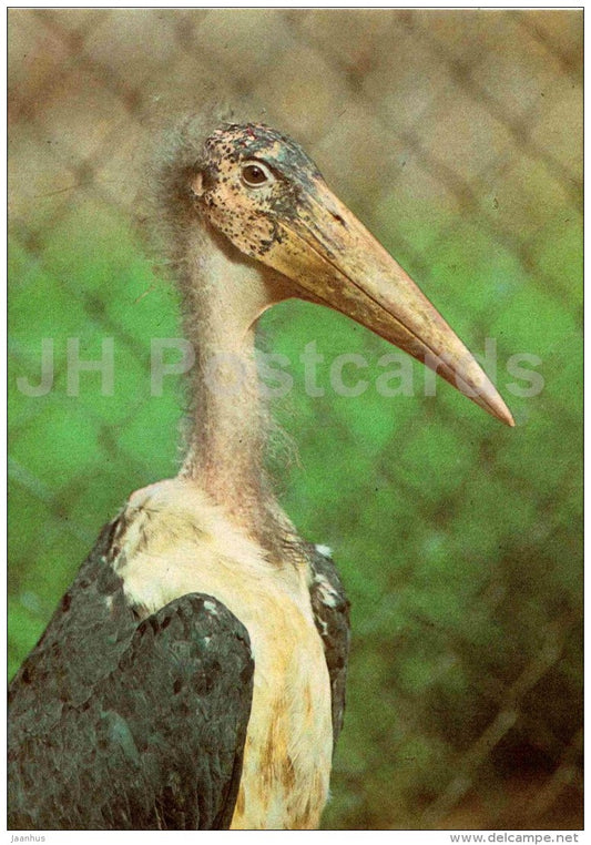 Marabou stork - Leptoptilos crumenifer - bird - large format card - Tallinn Zoo 50 - 1989 - Estonia USSR - unused - JH Postcards