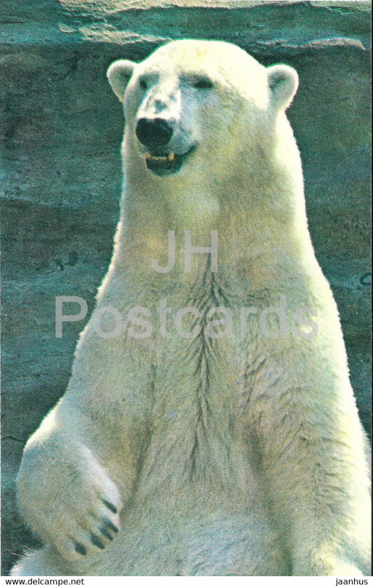 Polar Bear - Ursus maritimus - Moscow Zoo - animals - 1973 - Mexico - unused - JH Postcards