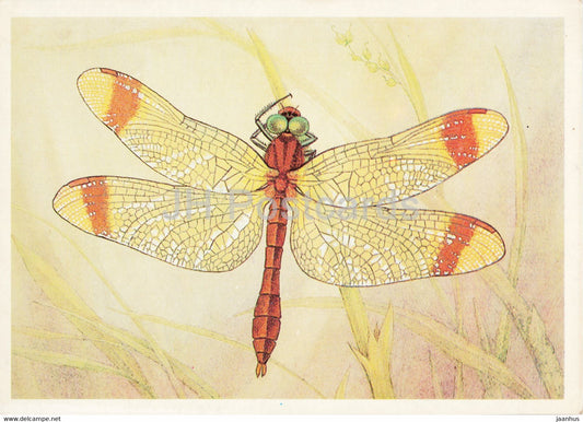 Sympetrum pedemontanum - Banded darter - dragonfly - Insects - illustration - 1987 - Russia USSR - unused - JH Postcards