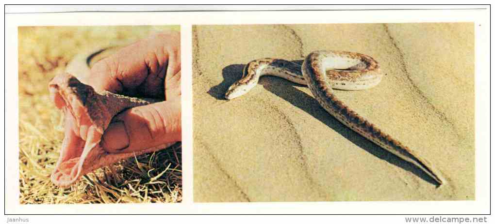 Snakes - reptile - Badhyz State Nature Reserve - 1981 - Turkmenistan USSR - unused - JH Postcards
