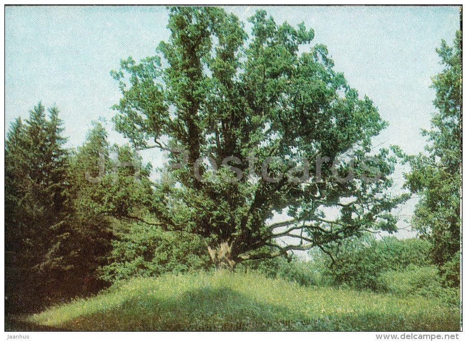 Trigorskoye , The Lonley Oak - Pushkin State Museum - 1982 - Russia USSR - unused - JH Postcards