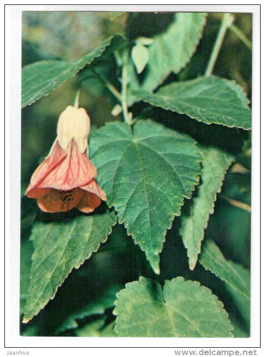 Abutilon amasonicum - houseplants - flowers - 1983 - Russia USSR - unused - JH Postcards