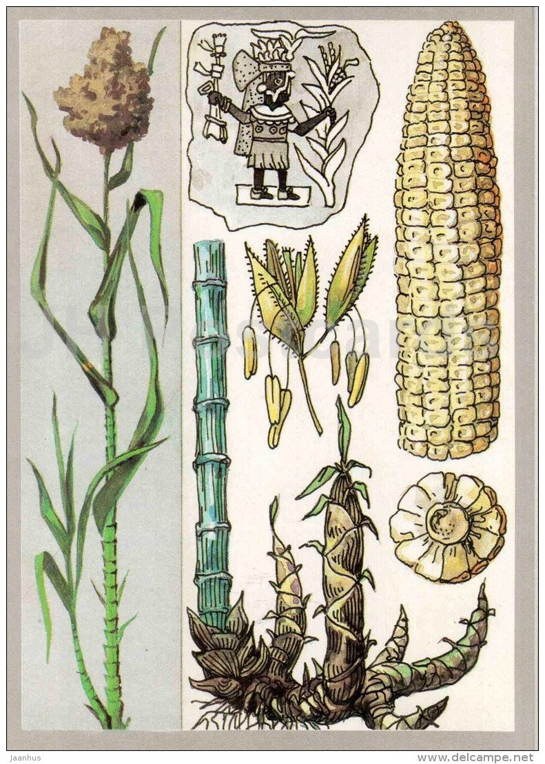 bamboo - corn - sugar cane - Giant Cereals - Amazing Plants - 1989 - Russia USSR - unused - JH Postcards