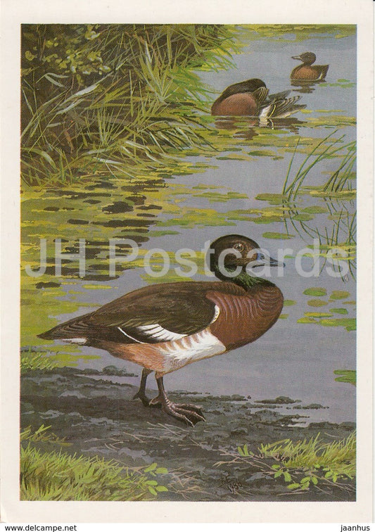 Baer's pochard - Aythya baeri - birds - 1987 - Russia USSR - unused