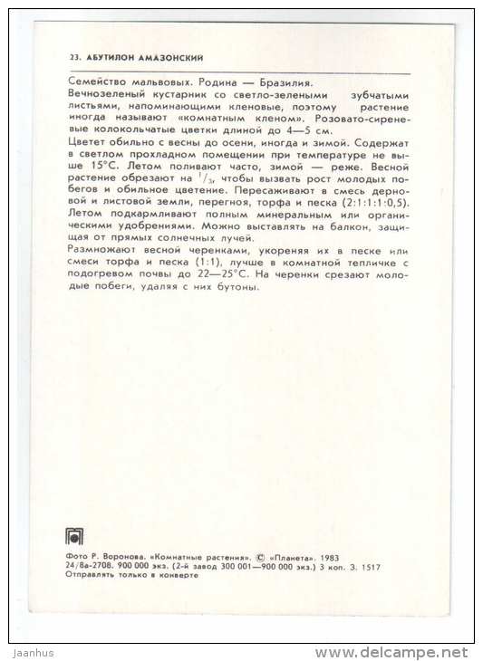 Abutilon amasonicum - houseplants - flowers - 1983 - Russia USSR - unused - JH Postcards