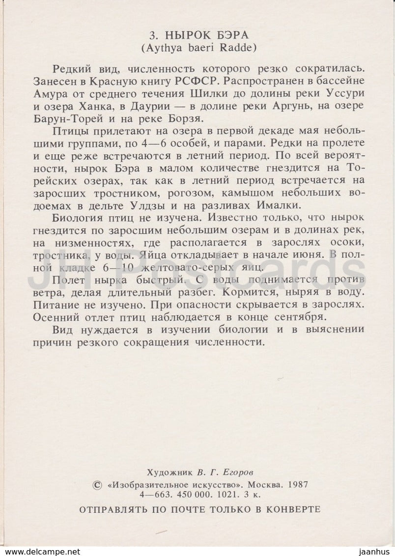 Fuligule de Baer - Aythya baeri - oiseaux - 1987 - Russie URSS - inutilisé