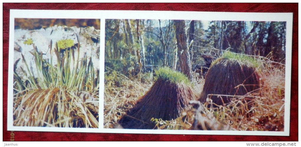 Hummock Sedge - Carex stricta - Siberia blooms - 1973 - Russia USSR - unused - JH Postcards