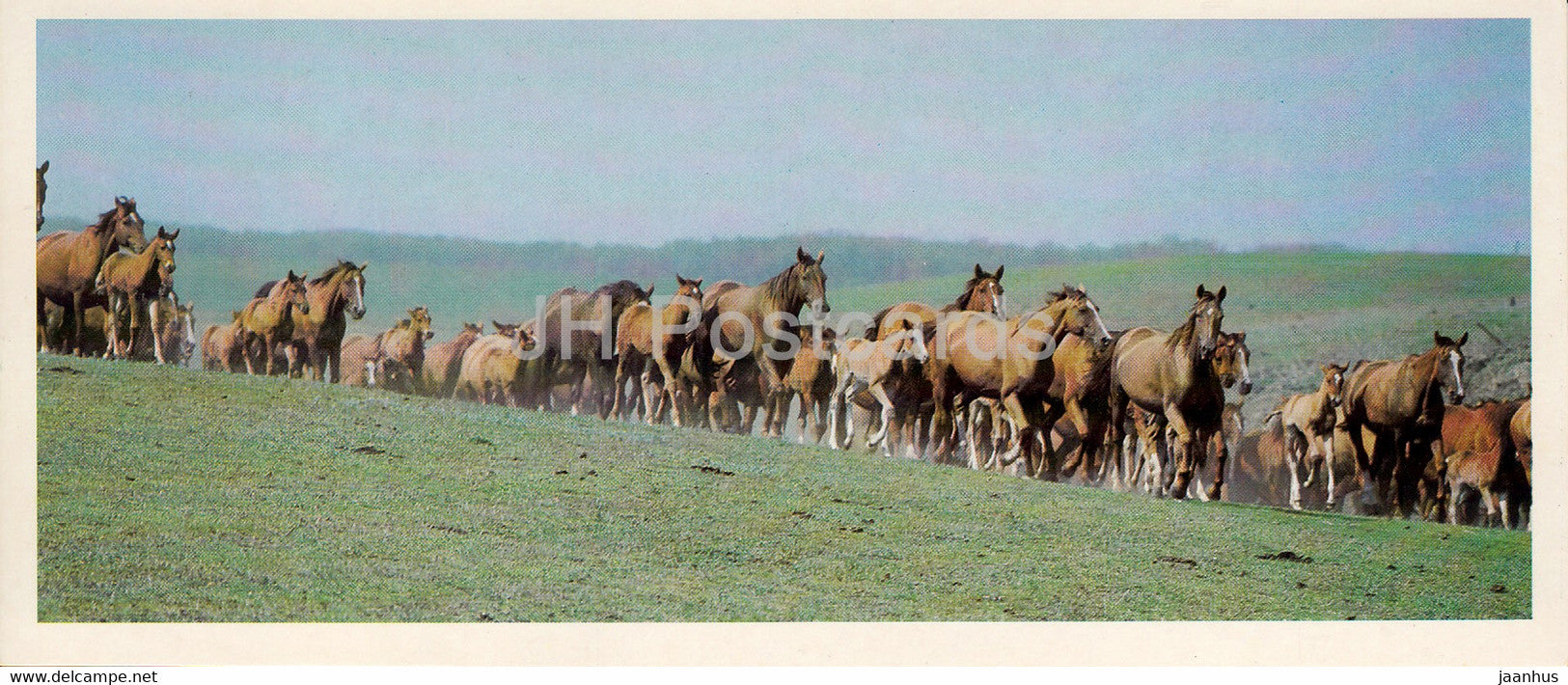 Budyonny horse - horse breeds - 1988 - Russia USSR - unused - JH Postcards