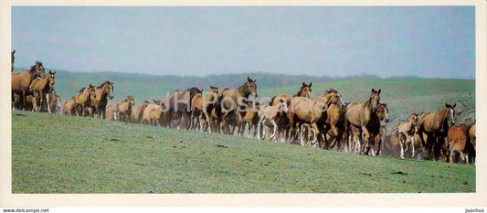 Budyonny horse - horse breeds - 1988 - Russia USSR - unused - JH Postcards