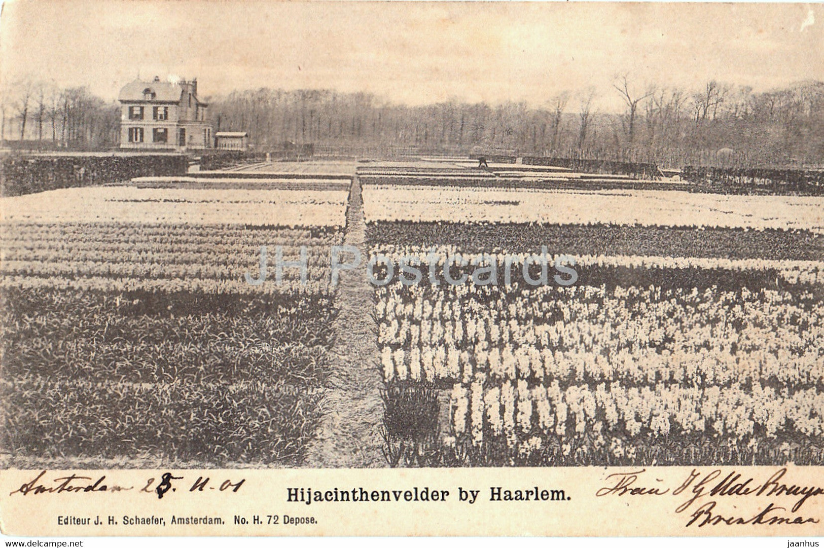 Hijacinthenvelder by Haarlem - hyacinth flower field - old postcard - 1901 - Netherlands - used - JH Postcards
