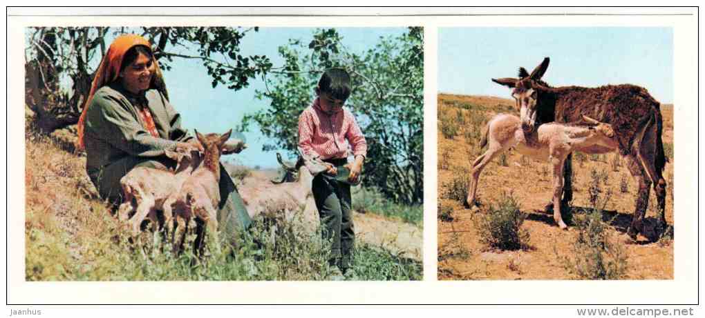 Turkmenian kulan - Equus hemionus kulan - boy and woman  Badhyz State Nature Reserve - 1981 - Turkmenistan USSR - unused - JH Postcards