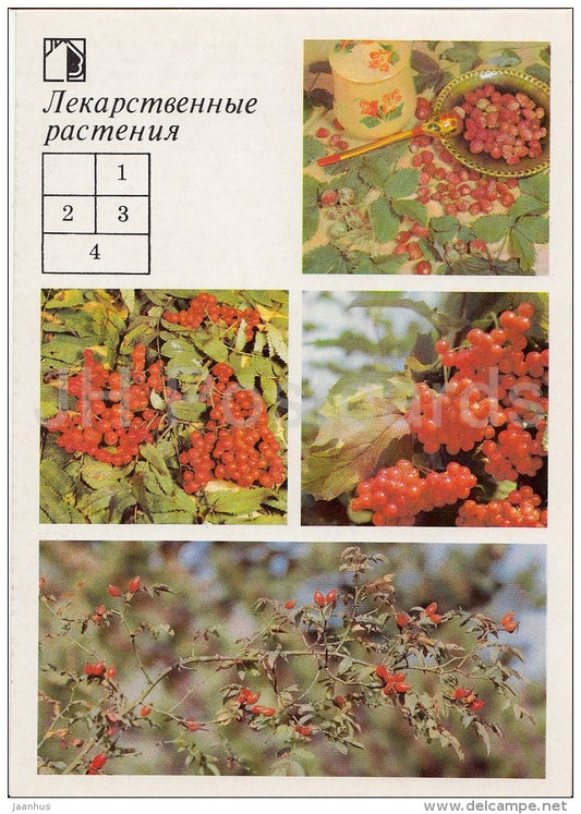 Rowan - Viburnum - Briar - Medicinal Plants - Herbs - 1988 - Russia USSR - unused - JH Postcards