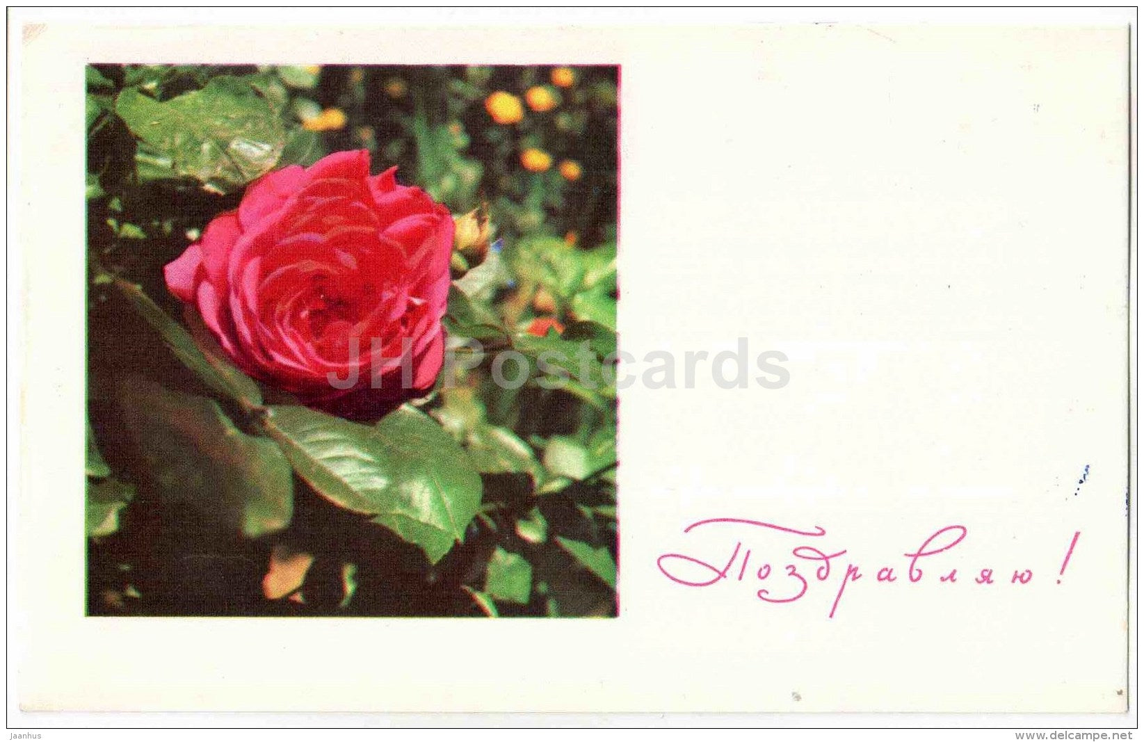 red rose - greeting card - flowers - 1968 - Estonia USSR - used - JH Postcards