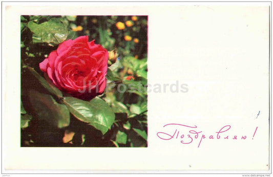 red rose - greeting card - flowers - 1968 - Estonia USSR - used - JH Postcards