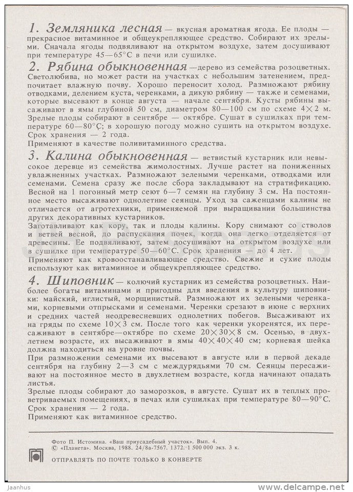 Rowan - Viburnum - Briar - Medicinal Plants - Herbs - 1988 - Russia USSR - unused - JH Postcards