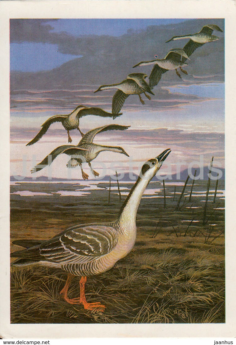Swan goose - Anser cygnoides - birds - 1987 - Russia USSR - unused