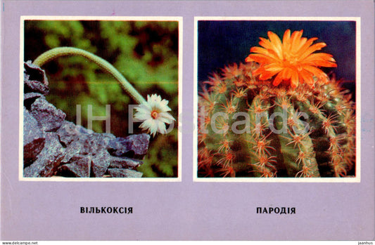 Parodia - Wilcoxia - cacti - cactus - flowers - 1977 - Ukraine USSR - unused - JH Postcards
