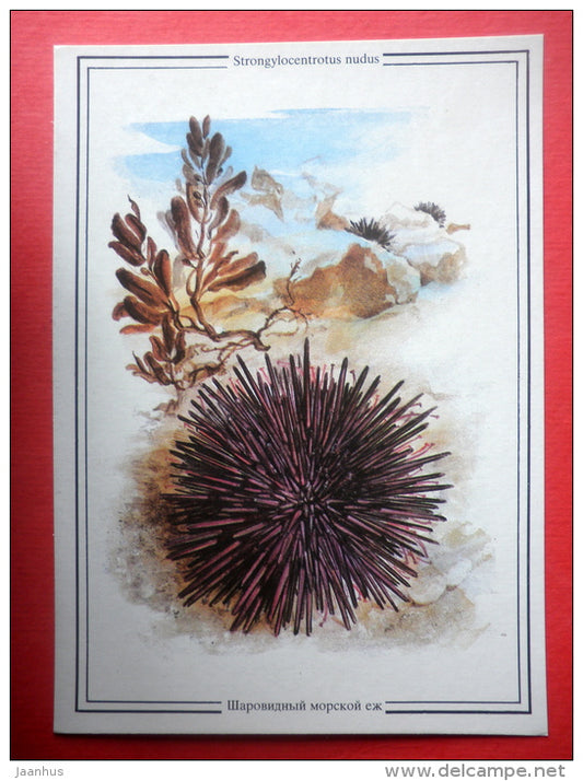 Strongylocentrotus nudus - urchin - Sealife - 1989 - Russia USSR - unused - JH Postcards