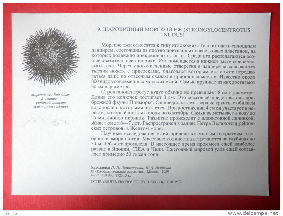 Strongylocentrotus nudus - urchin - Sealife - 1989 - Russia USSR - unused - JH Postcards