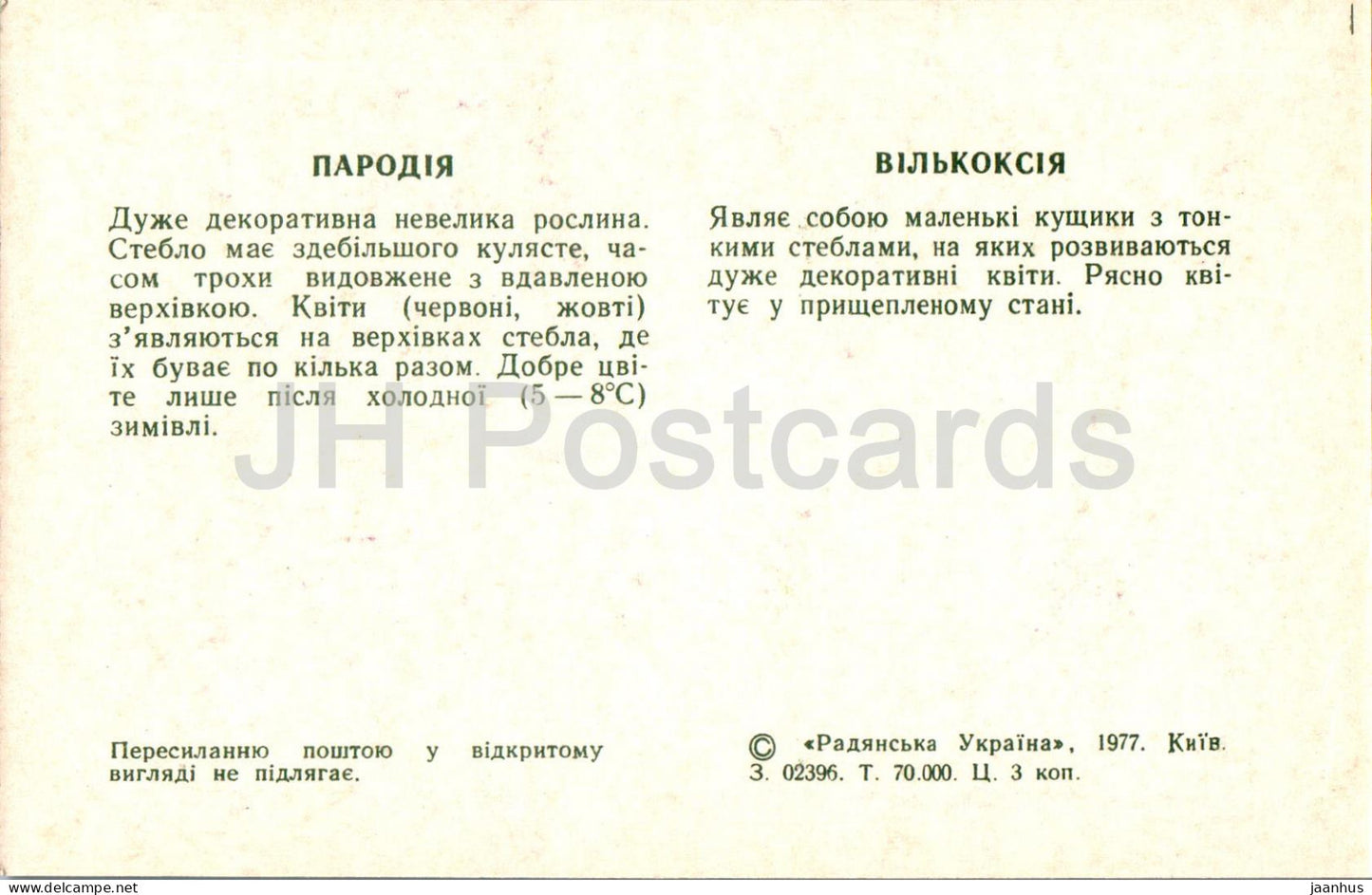 Parodia - Wilcoxia - Kakteen - Kakteen - Blumen - 1977 - Ukraine UdSSR - unbenutzt 