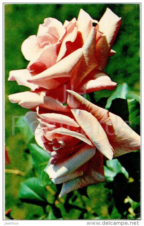 President Mancia - flowers - Roses - Russia USSR - 1973 - unused - JH Postcards