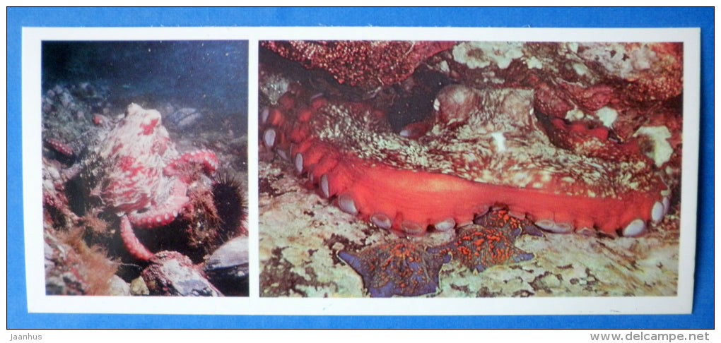The Giant Pacific Octopus , Octopus dofleini - Japanese sea - 1977 - Russia USSR - unused - JH Postcards