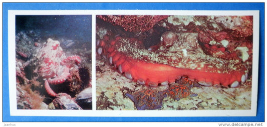 The Giant Pacific Octopus , Octopus dofleini - Japanese sea - 1977 - Russia USSR - unused - JH Postcards