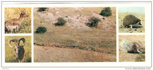 Hedgehog - Badhyz State Nature Reserve - 1981 - Turkmenistan USSR - unused - JH Postcards