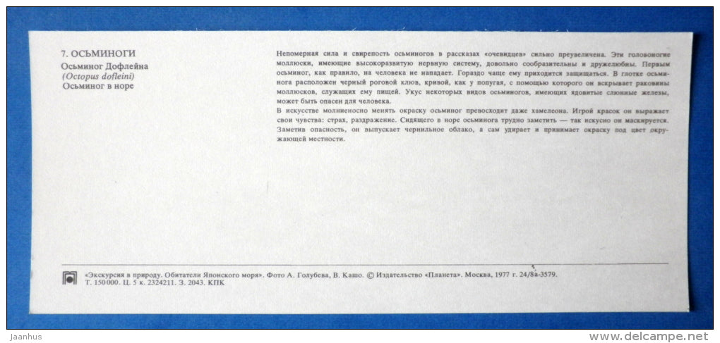 The Giant Pacific Octopus , Octopus dofleini - Japanese sea - 1977 - Russia USSR - unused - JH Postcards