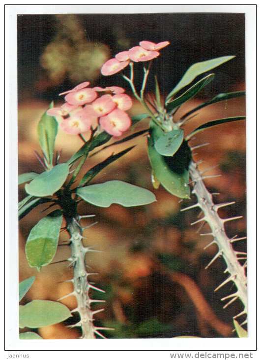 Crown of Thorns - Euphorbia splendens - houseplants - flowers - 1983 - Russia USSR - unused - JH Postcards
