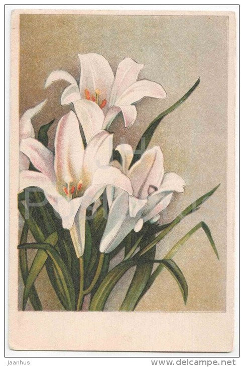 Greeting Card - White Lily - flowers - catkins - Oktoober - 1946 - circulated in Estonia - JH Postcards