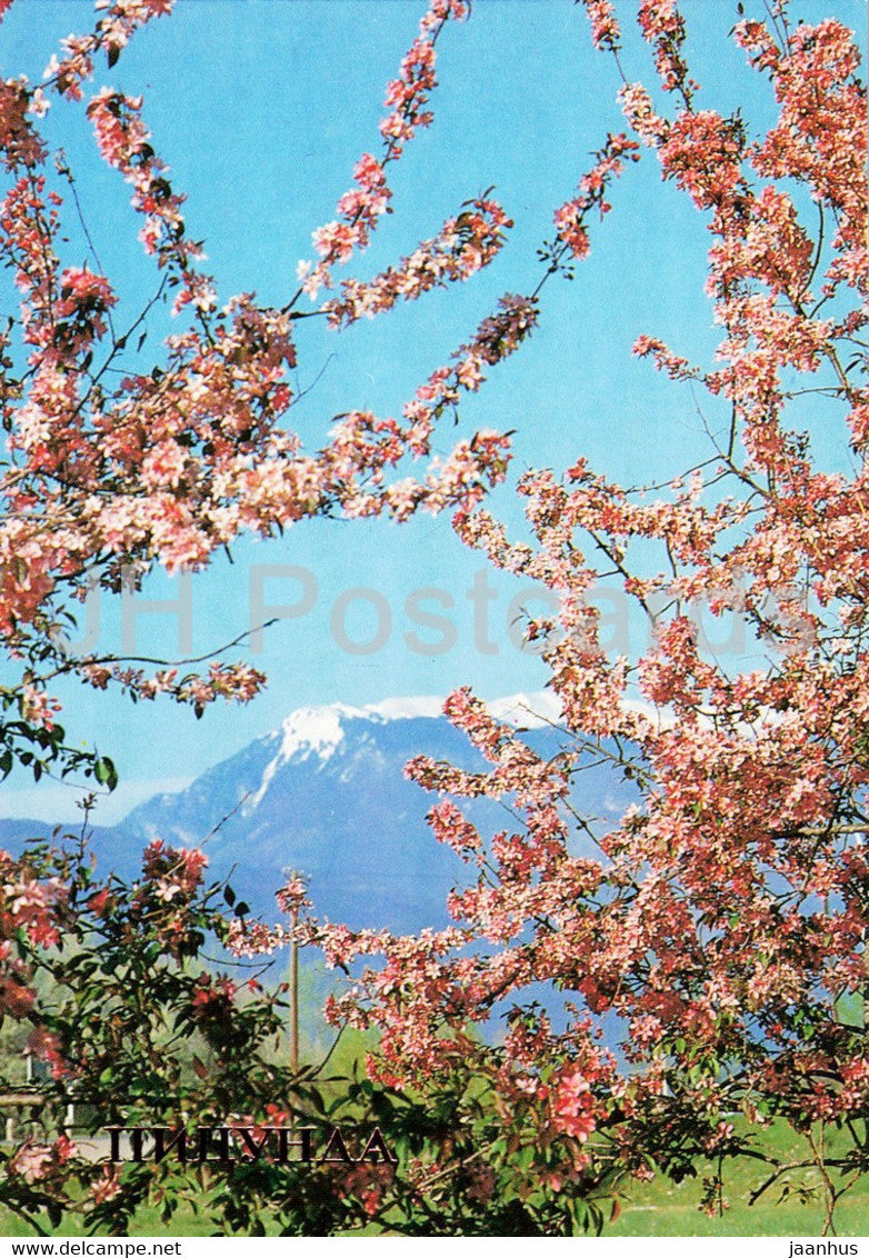 Pitsunda - View at the Bzybsky Gorge - Abkhazia - 1987 - Georgia USSR - unused - JH Postcards