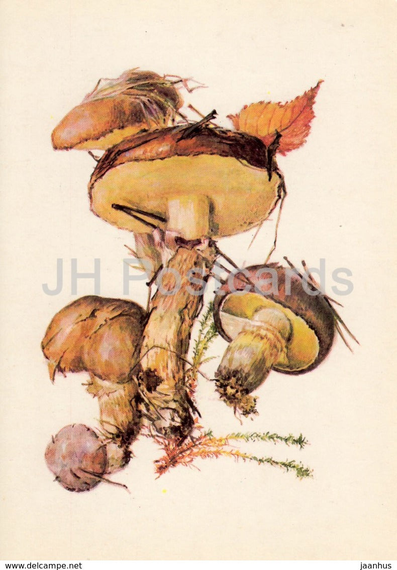 Slippery Jack mushroom - Suillus luteus - illustration by A. Shipilenko - Mushrooms - 1976 - Russia USSR - unused - JH Postcards