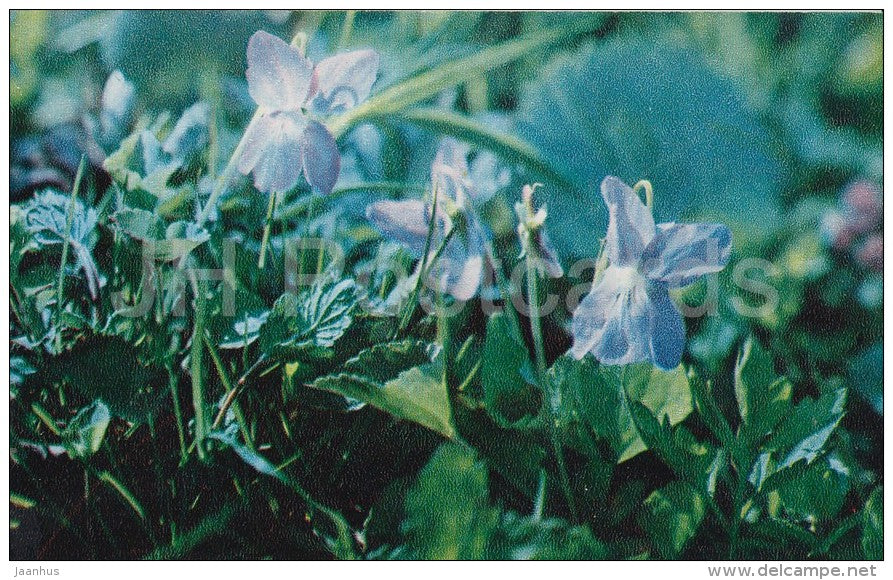 Forest Violet - flower - Flowers of Russia - 1972 - Russia USSR - unused - JH Postcards